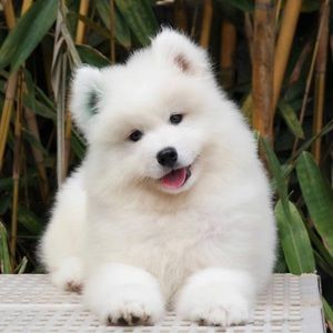 Meet your Posher, Zac